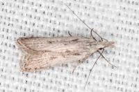 Dichomeris helianthemi