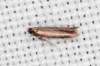 Coptotriche angusticollella