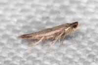 Coptotriche angusticollella