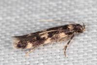 Oegoconia uralskella uralskella