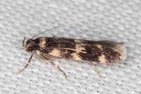 Oegoconia uralskella uralskella