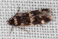 Oegoconia uralskella uralskella
