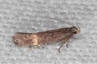 Aproaerema linella