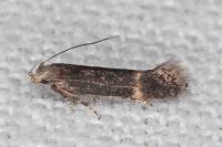 Aproaerema linella