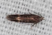 Aproaerema linella