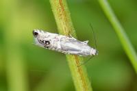 Glyphipterix thrasonella