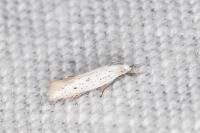 Elachista hispanica