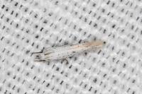 Elachista hispanica