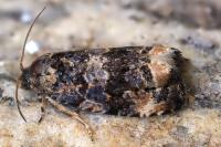 Endothenia