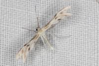 Wheeleria spilodactyla