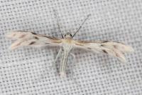 Wheeleria spilodactyla