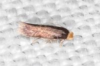 Stigmella suberivora