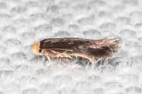 Stigmella suberivora