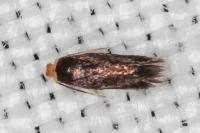 Stigmella suberivora