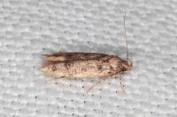 Bryotropha senectella