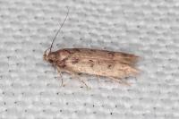 Bryotropha senectella