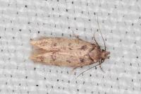 Bryotropha senectella