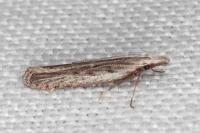 Dichomeris helianthemi
