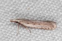 Dichomeris helianthemi
