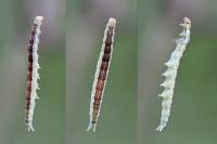 Ypsolopha dentella
