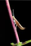 Ypsolopha dentella