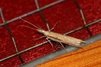 Ypsolopha mucronella