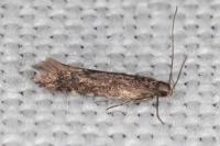 Aproaerema anthyllidella