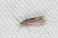 Aproaerema anthyllidella