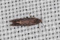 Aproaerema anthyllidella