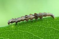 Ypsolopha nemorella