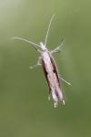 Ypsolopha nemorella