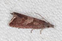 Dichrorampha acuminatana