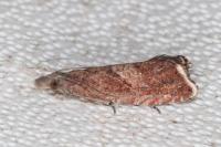 Dichrorampha acuminatana