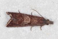 Dichrorampha acuminatana