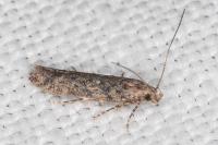 Tuta absoluta