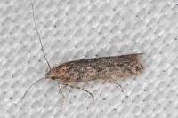 Tuta absoluta