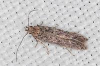 Tuta absoluta