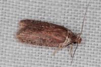 Agonopterix cnicella