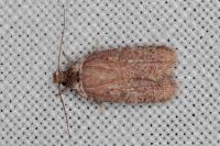 Agonopterix cnicella