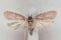 Agonopterix cnicella