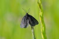 Epichnopterix plumella