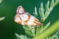Aethes hartmanniana/piercei
