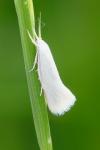 Elachista argentella