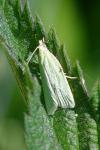 Tortrix viridana