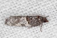 Phaneta pauperana