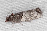 Phaneta pauperana