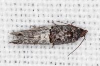 Phaneta pauperana