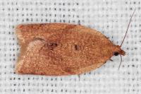 Clepsis consimilana