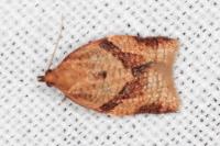 Clepsis consimilana