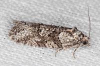 Cnephasia cupressivorana